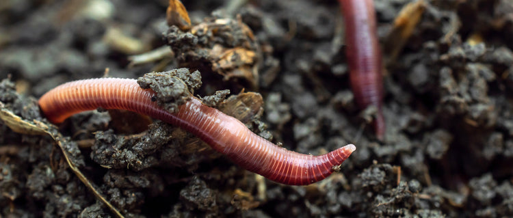 Earthworms in rich soil demonstrating organic soil enhancement for healthier garden growth
