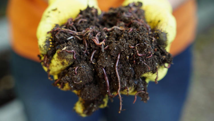 Worm Supplies