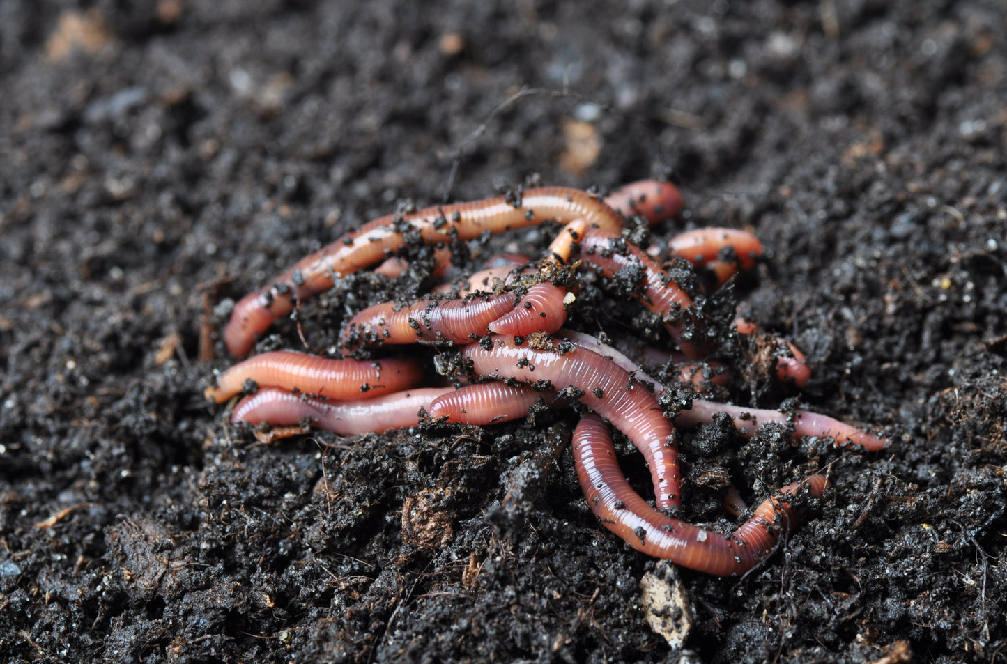 Soil Wrangler Red Wiggler Composting Worms (Eisenia fetida)