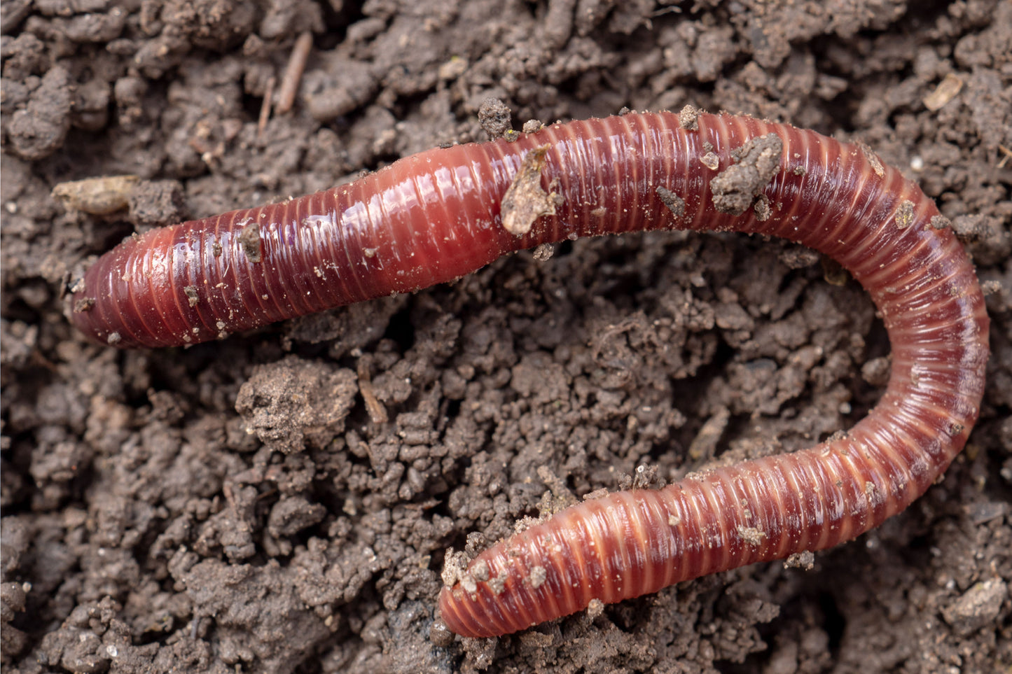 Soil Wrangler Red Wiggler Composting Worms (Eisenia fetida)