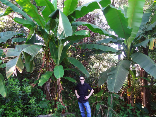 Man standing under large green banana plants and lush tropical foliage in garden