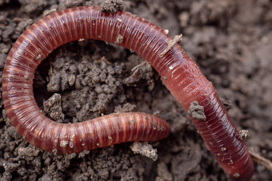 Soil Wrangler Red Wiggler Composting Worms (Eisenia fetida)